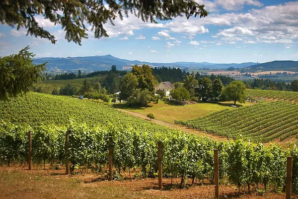 Uncork Oregon: Willamette Valley Wine Tour from Portland