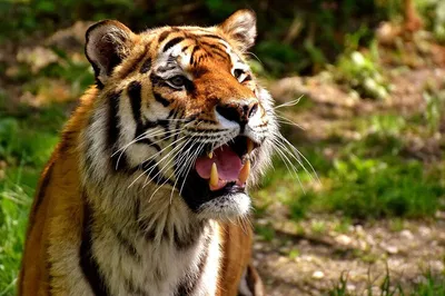 Unforgettable 5-Day Golden Triangle & Tiger Safari Tour