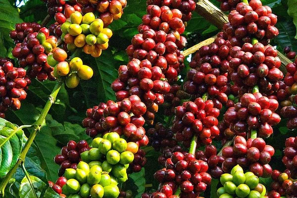 Unveiling Dak Lak's Coffee Secrets: A Sensory Tour