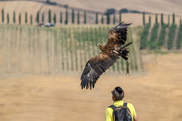 Tuscan Falconry Adventure: Soar with Birds of Prey!