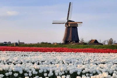 Discover Amsterdam's Hidden Gems: A Private Tulip & Windmill Adventure