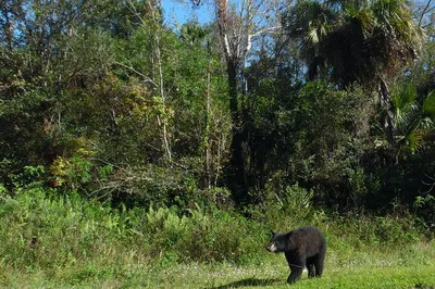 Everglades Jeep Tours: Unveiling Dark Sky's Nightly Wonders