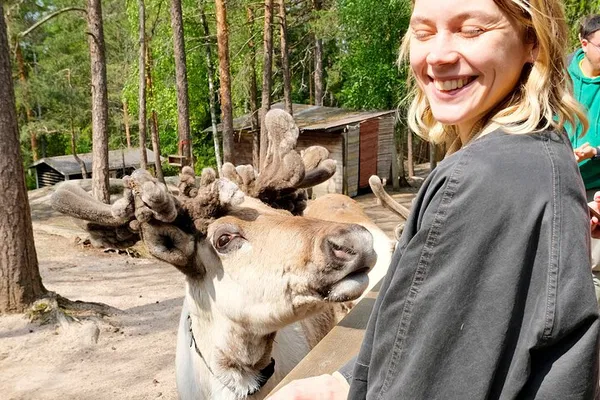 Helsinki Reindeer Experience: VIP Tour & Forest Escape