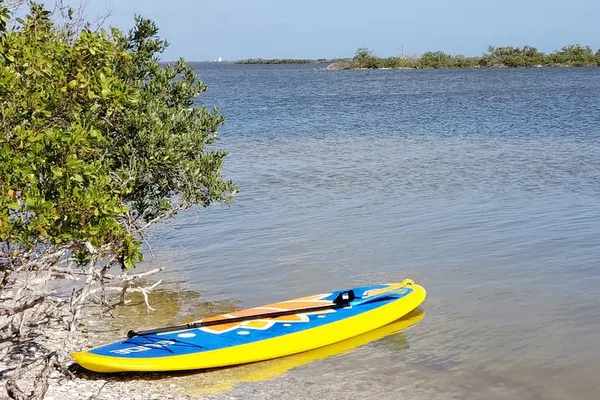 Coastal Wildlife Paddleboard Adventure: See Manatees & Dolphins!