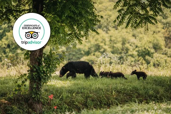 Banff Wildlife & Views: Small Group Adventure