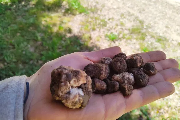 Unearth Sicily's Hidden Gems: Truffle Hunting Adventure in the Sicani Mountains