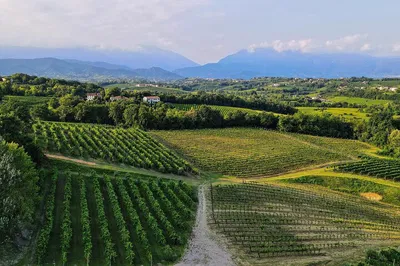 Uncover Treviso's Hidden Gems: Exclusive Vineyard & Cellar Tour
