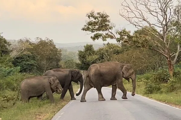 Bandipur & Mysore: A Wildlife & Heritage Adventure Awaits!