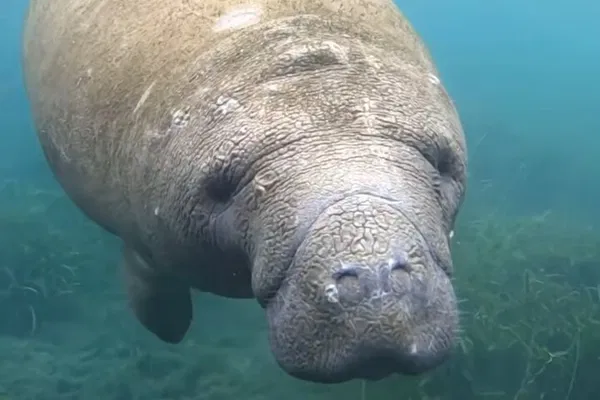 Silver Springs Kayak & Paddle Rental: Wildlife Views!