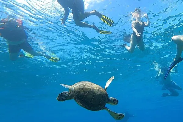 Aguadilla Snorkeling: Discover Coral Reefs & Sea Turtles!