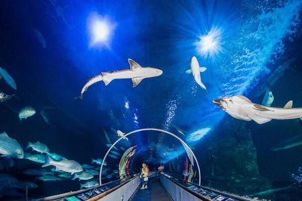 Aquarium of the Bay: See Sharks & More!