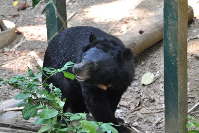 Agra Bear Rescue Center: A Wildlife Adventure