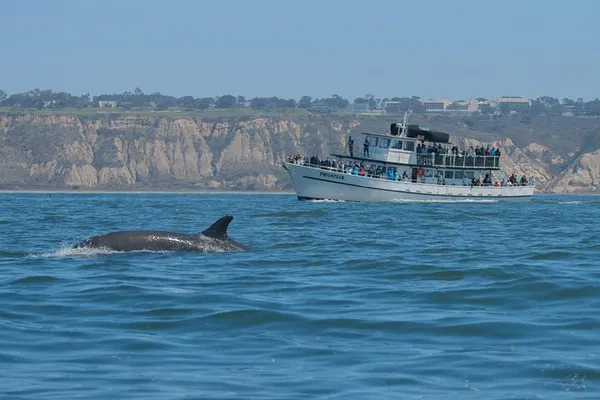 San Diego Whale Watching: An Unforgettable Ocean Adventure