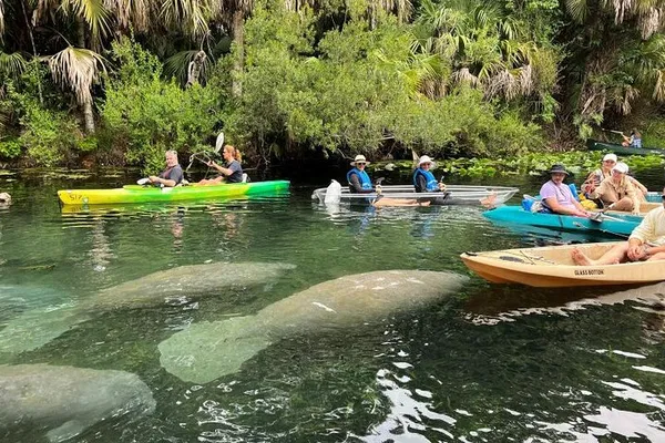 Kayak with Manatees: Blue Springs Tour