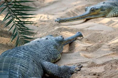 Chennai's Wildlife Expedition: Crocs, Snakes & Zoo Adventures!