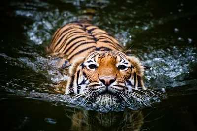 Unforgettable 5-Day Golden Triangle Tour: Tigers, Taj Mahal, and Royal Heritage