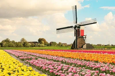 Keukenhof & Tulip Tour from Rotterdam: Private & Skip-the-Line
