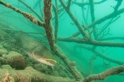 Dive into Lake Bled's Underwater World!