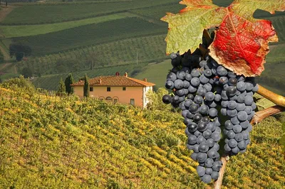 Tuscany's Treasures: A Wine & Cheese Shore Excursion from Civitavecchia