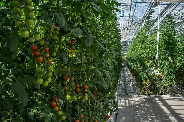 Iceland's Golden Circle: Unveiling Geothermal Wonders & Farm Life on a Private Tour