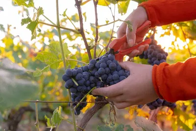 Luxembourg's Private Wine Escape: A Moselle Valley Adventure