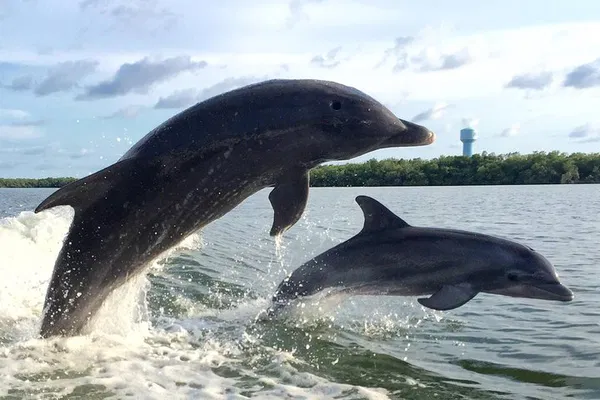 Embark on a Private Dolphin Adventure: 2 HR Tour for 7 in Fort Myers!