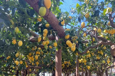 Amalfi Coast's Lemon Path: A Sensory Journey Through Citrus Groves