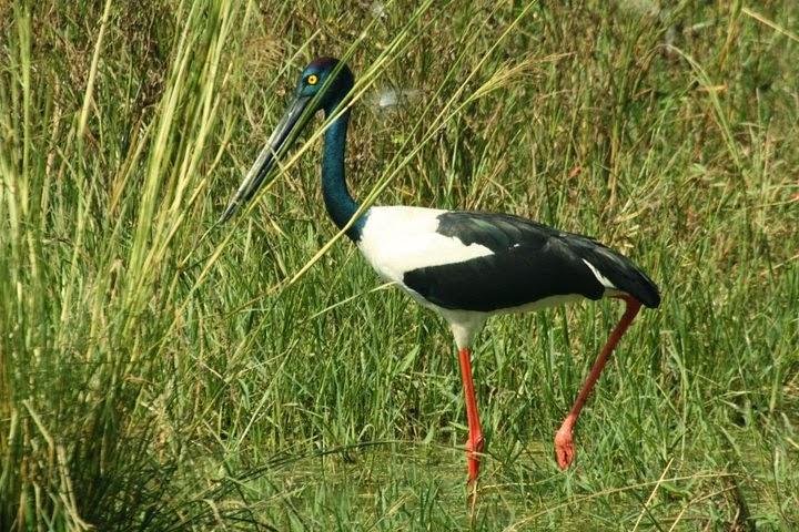 img0