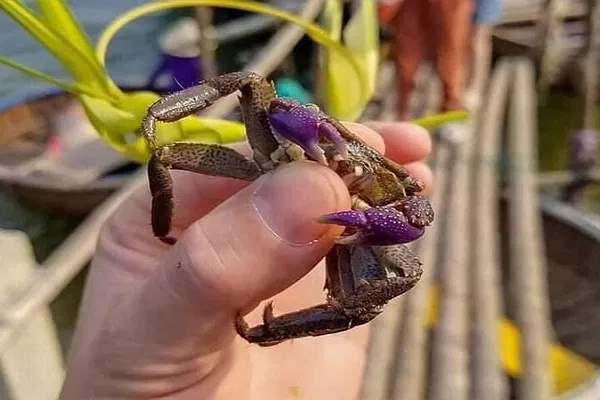 Hoi An Adventure: Fishing, Lanterns & Culinary Delights