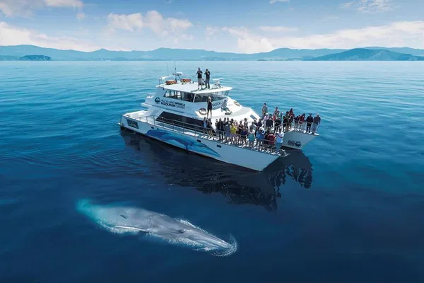 Auckland's Whale & Dolphin Eco-Safari: An Ocean Adventure