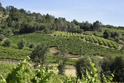 Sip & Savor: Apple Hill & Placerville Personalized Wine Adventures