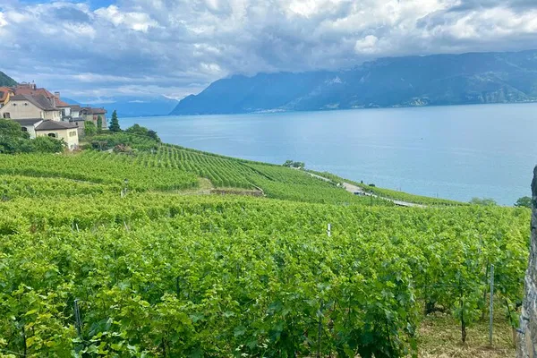 Indulge in Bern's Delights: Gruyères, Cheese & Lavaux Wine Private Tour!