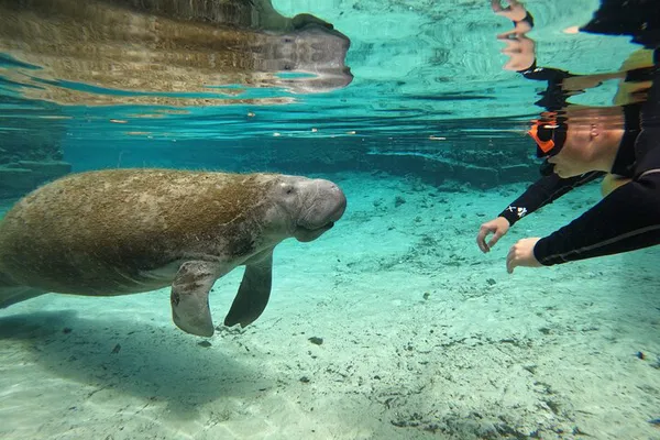 Crystal River Manatee Snorkeling: Free Photos Included!