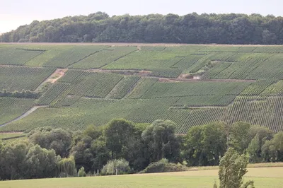 Champagne Lovers' Exclusive Multi-Tasting Tour: A Personalized Champagne Adventure
