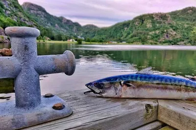 Uncover Viking History: Inshore Fishing Adventure in Drangefjord
