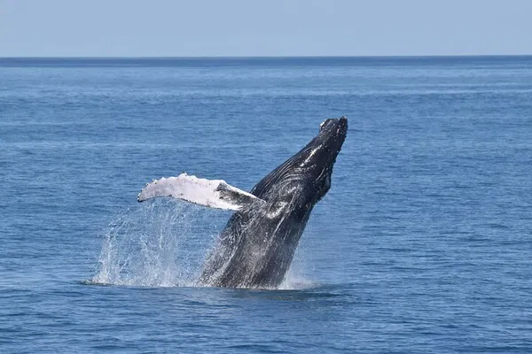 Cape May Ecotour: Whales, Dolphins & Bird Spectacle!