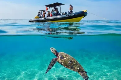 Waikiki Private Turtle Snorkel: Up to 6 Guests!
