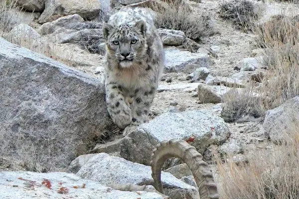 Ladakh Snow Leopard Trek: Unveiling the Ghost of the Himalayas