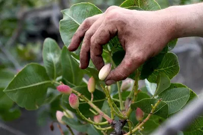 Bronte Pistachio Plantation Tour: A Sicilian Culinary Adventure
