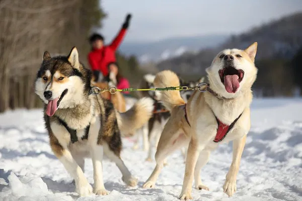 Unleash Your Inner Musher: Mont-Tremblant Dogsledding Adventure!