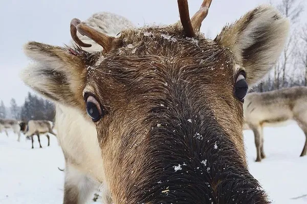 Rovaniemi Reindeer Sleigh Ride & Farm Visit