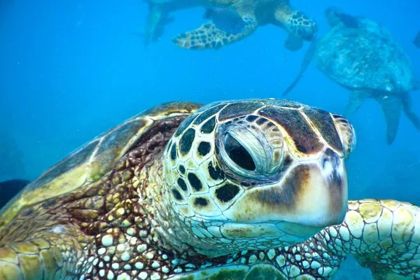 Maui Xpress Snorkel: See Turtles at Mala Wharf!