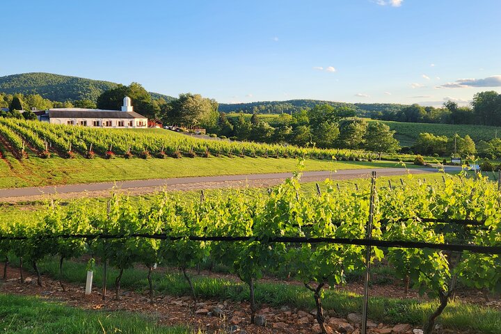 Uncork Charlottesville: A Personalized Wine Adventure Through Monticello