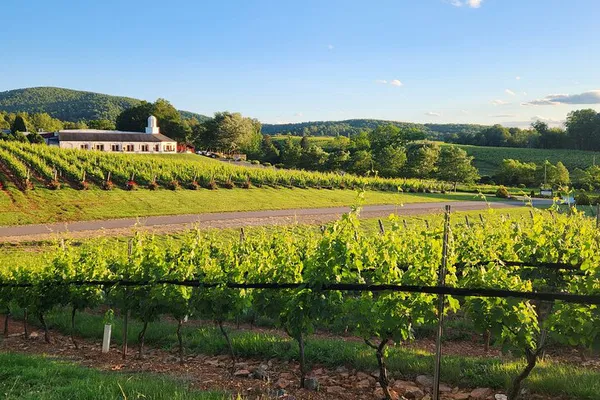 Uncork Charlottesville: A Personalized Wine Adventure Through Monticello