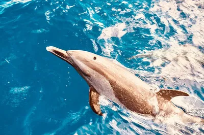 Oahu's West Coast Adventure: Dolphin Watching & Snorkel