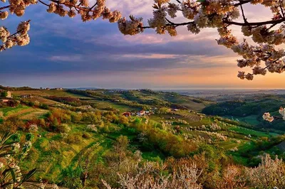 Discover Collio's Wine Wonders: A Trieste Day Trip