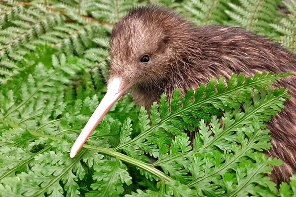 Kiwi Encounter: See Rare Birds in Natural Habitat