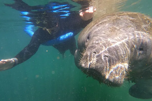 Manatee Swim Tour: Crystal River Adventure!
