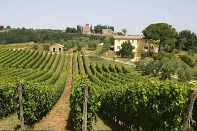 Uncork Orvieto: Vineyard Stroll, Cellar Secrets & Wine Tasting!