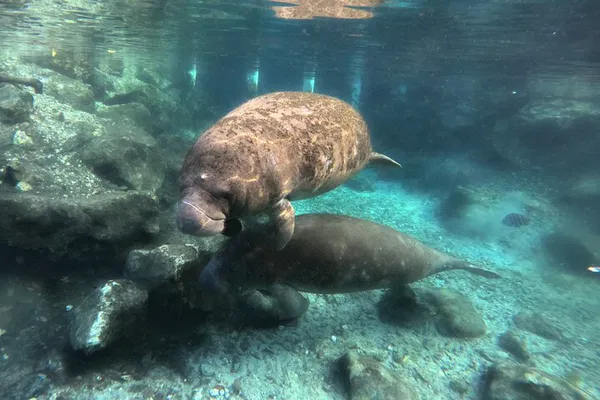 Crystal River Manatee Encounter: A Safe & Intimate Snorkeling Adventure